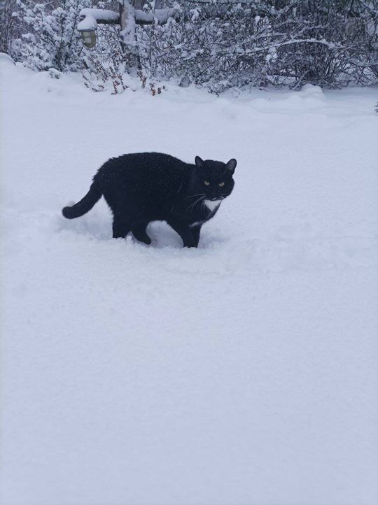 Piękne kociaki naszych Czytelników [GALERIA ZDJĘĆ]