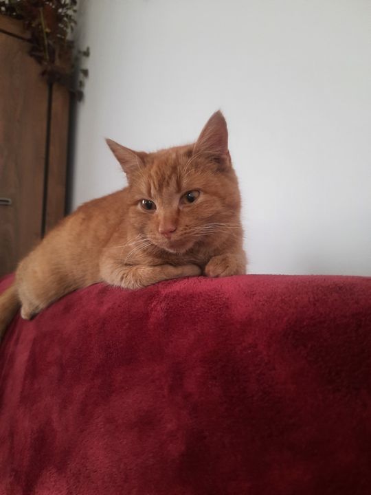 Piękne kociaki naszych Czytelników [GALERIA ZDJĘĆ]