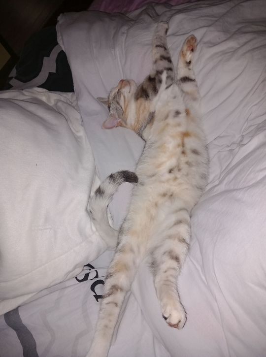 Piękne kociaki naszych Czytelników [GALERIA ZDJĘĆ]