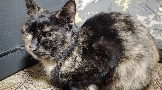 Piękne kociaki naszych Czytelników [GALERIA ZDJĘĆ]