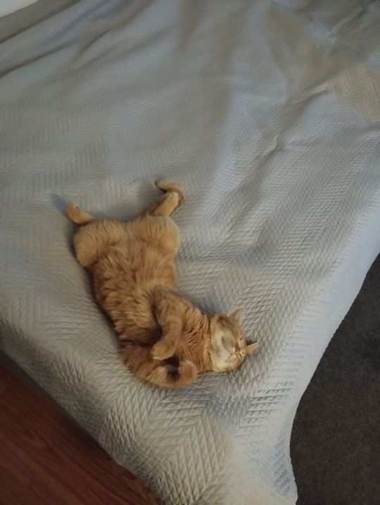 Piękne kociaki naszych Czytelników [GALERIA ZDJĘĆ]