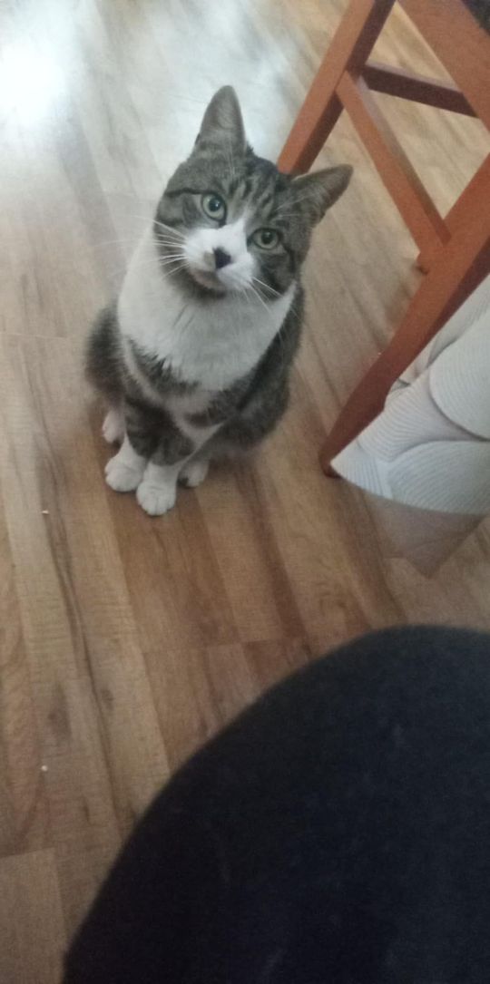 Piękne kociaki naszych Czytelników [GALERIA ZDJĘĆ]