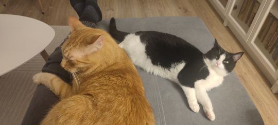 Piękne kociaki naszych Czytelników [GALERIA ZDJĘĆ]