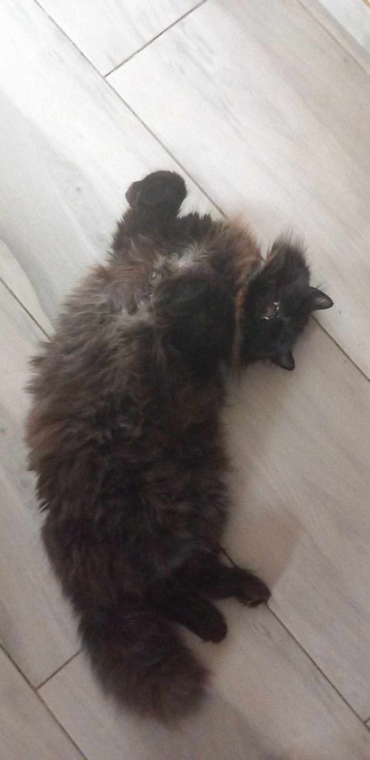 Piękne kociaki naszych Czytelników [GALERIA ZDJĘĆ]