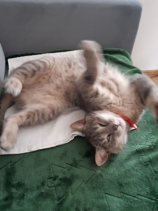 Piękne kociaki naszych Czytelników [GALERIA ZDJĘĆ]