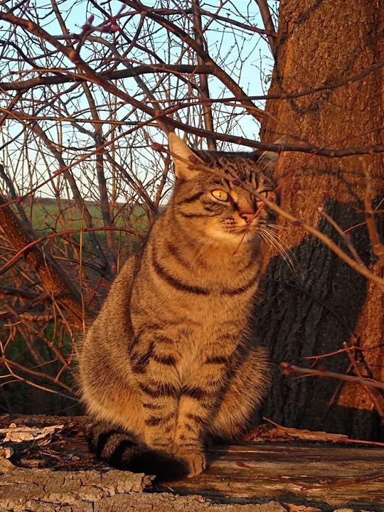 Piękne kociaki naszych Czytelników [GALERIA ZDJĘĆ]