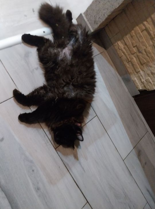 Piękne kociaki naszych Czytelników [GALERIA ZDJĘĆ]