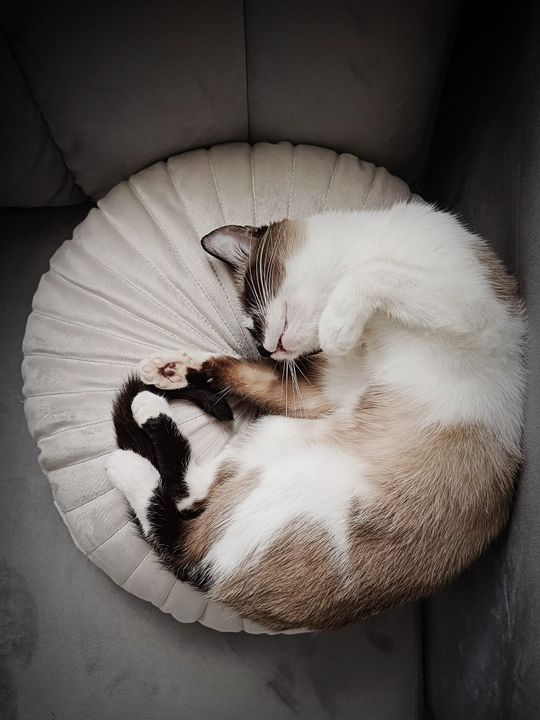 Piękne kociaki naszych Czytelników [GALERIA ZDJĘĆ]