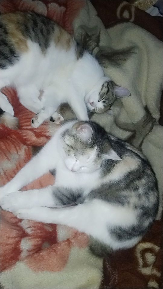 Piękne kociaki naszych Czytelników [GALERIA ZDJĘĆ]