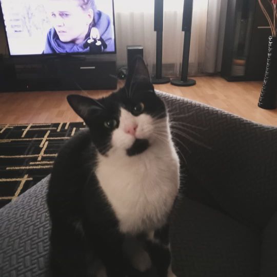 Piękne kociaki naszych Czytelników [GALERIA ZDJĘĆ]