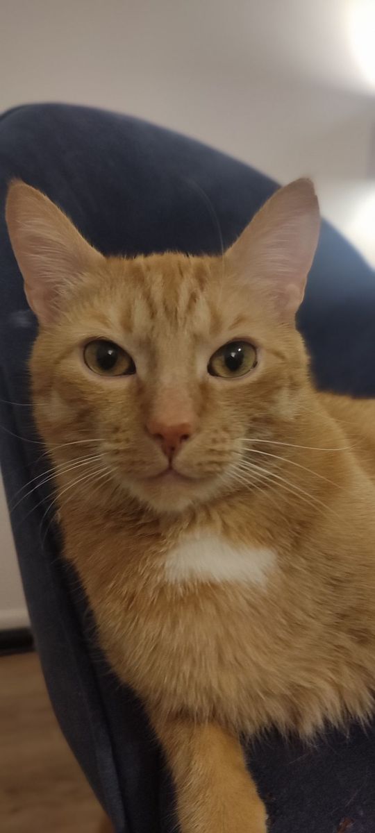 Piękne kociaki naszych Czytelników [GALERIA ZDJĘĆ]