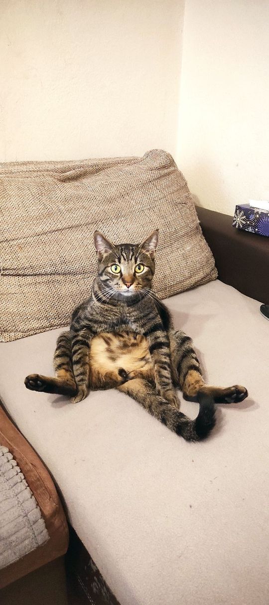 Piękne kociaki naszych Czytelników [GALERIA ZDJĘĆ]