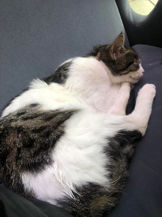 Piękne kociaki naszych Czytelników [GALERIA ZDJĘĆ]