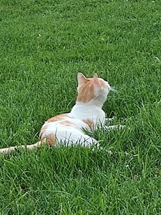 Piękne kociaki naszych Czytelników [GALERIA ZDJĘĆ]