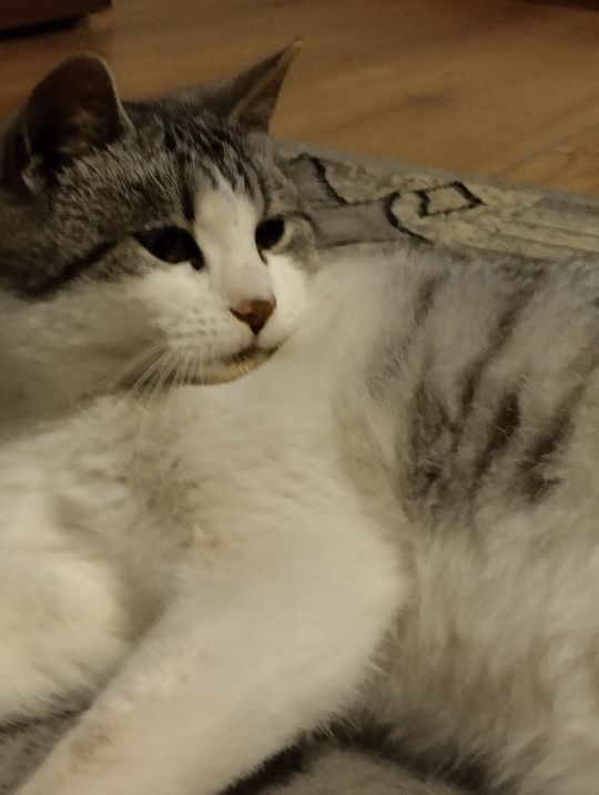 Piękne kociaki naszych Czytelników [GALERIA ZDJĘĆ]