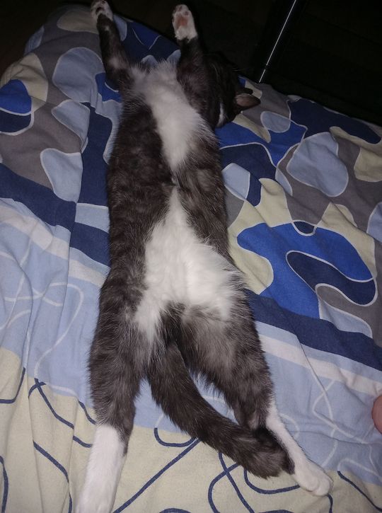 Piękne kociaki naszych Czytelników [GALERIA ZDJĘĆ]