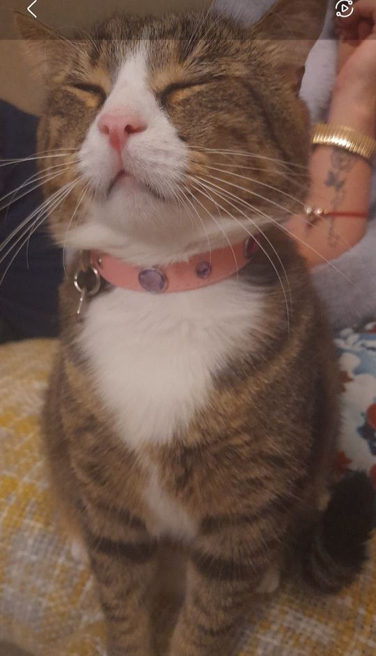 Piękne kociaki naszych Czytelników [GALERIA ZDJĘĆ]