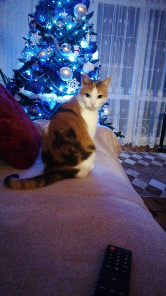 Piękne kociaki naszych Czytelników [GALERIA ZDJĘĆ]