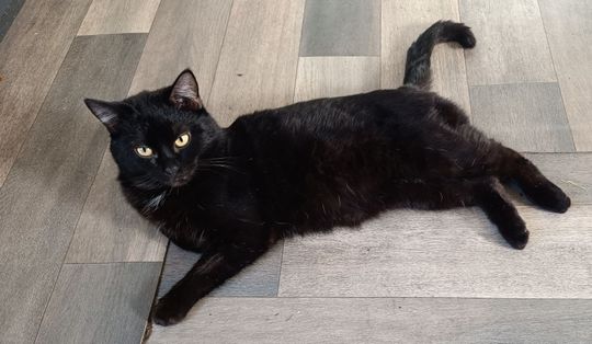 Piękne kociaki naszych Czytelników [GALERIA ZDJĘĆ]