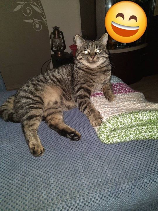 Piękne kociaki naszych Czytelników [GALERIA ZDJĘĆ]