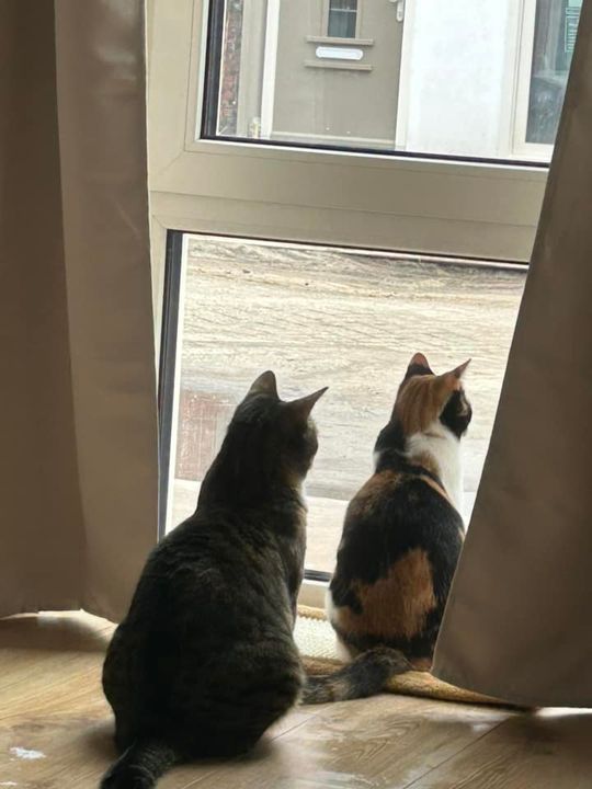 Piękne kociaki naszych Czytelników [GALERIA ZDJĘĆ]