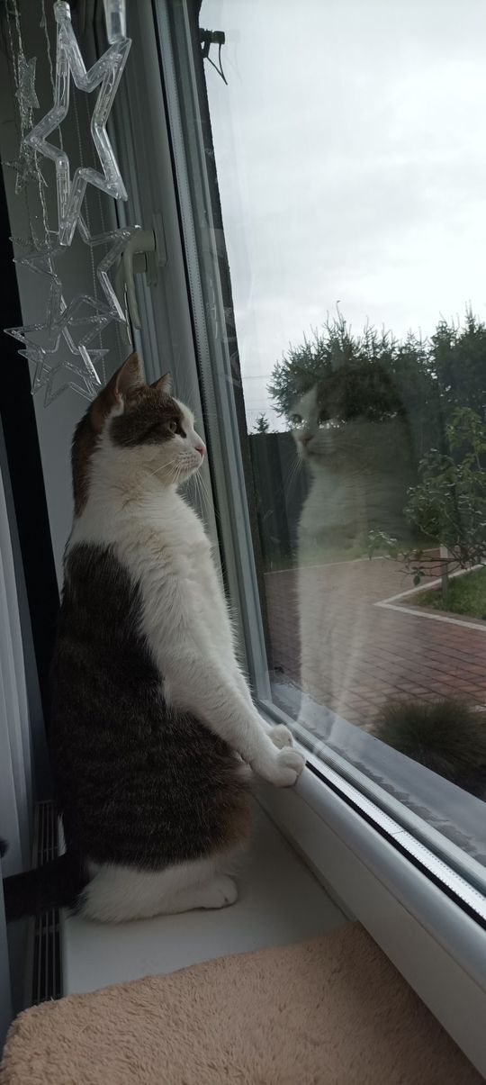 Piękne kociaki naszych Czytelników [GALERIA ZDJĘĆ]