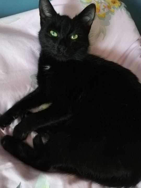 Piękne kociaki naszych Czytelników [GALERIA ZDJĘĆ]