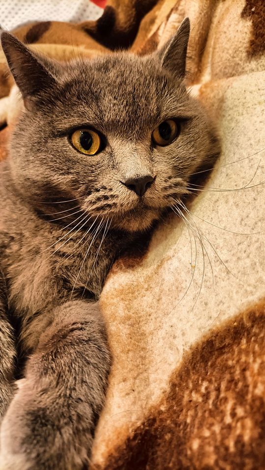 Piękne kociaki naszych Czytelników [GALERIA ZDJĘĆ]