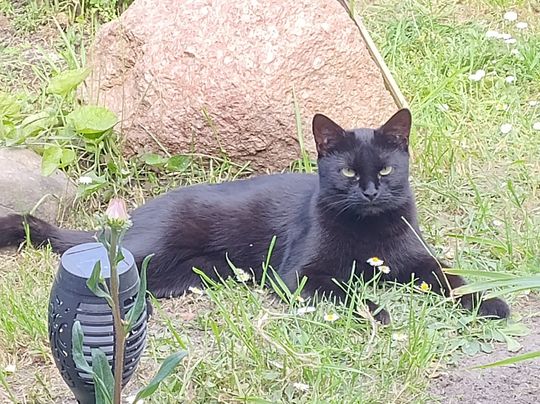 Piękne kociaki naszych Czytelników [GALERIA ZDJĘĆ]