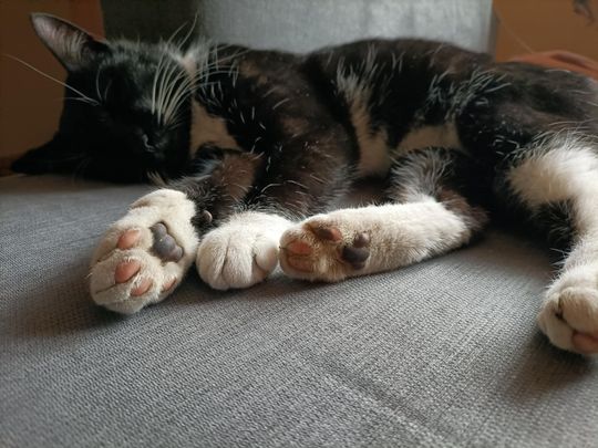 Piękne kociaki naszych Czytelników [GALERIA ZDJĘĆ]