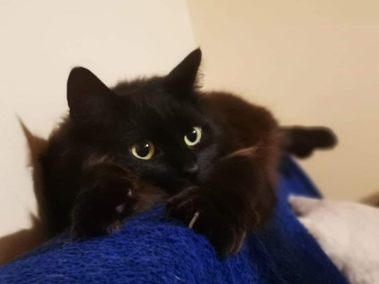 Piękne kociaki naszych Czytelników [GALERIA ZDJĘĆ]