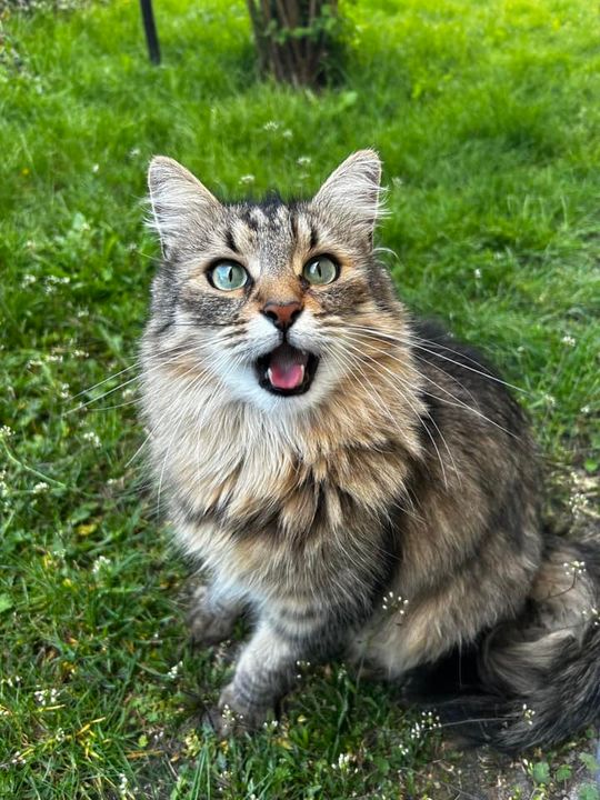 Piękne kociaki naszych Czytelników [GALERIA ZDJĘĆ]