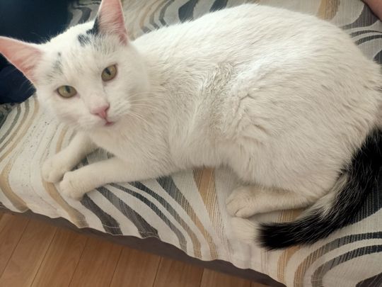 Piękne kociaki naszych Czytelników [GALERIA ZDJĘĆ]