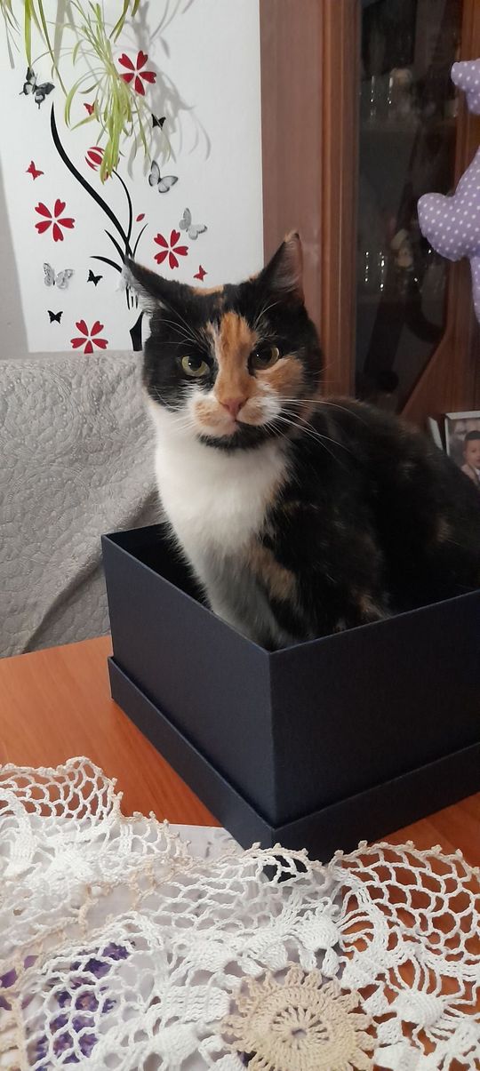 Piękne kociaki naszych Czytelników [GALERIA ZDJĘĆ]