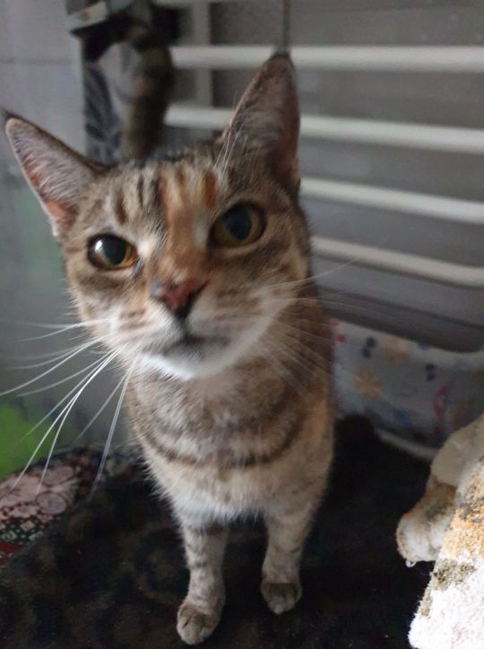 Piękne kociaki naszych Czytelników [GALERIA ZDJĘĆ]