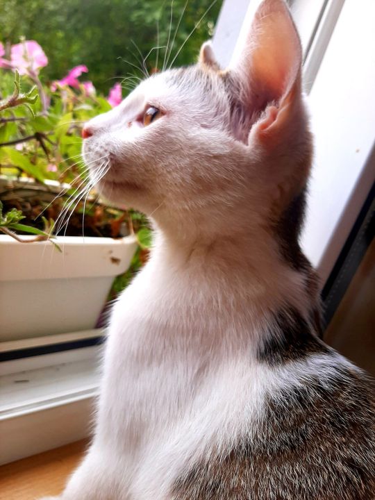 Piękne kociaki naszych Czytelników [GALERIA ZDJĘĆ]