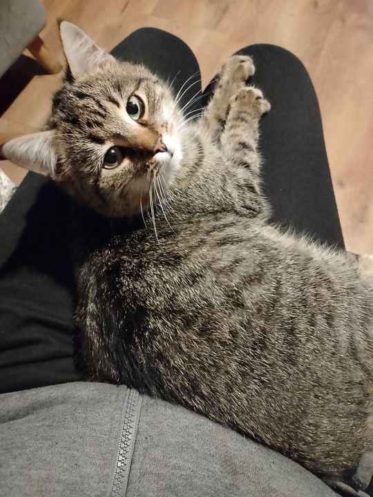 Piękne kociaki naszych Czytelników [GALERIA ZDJĘĆ]