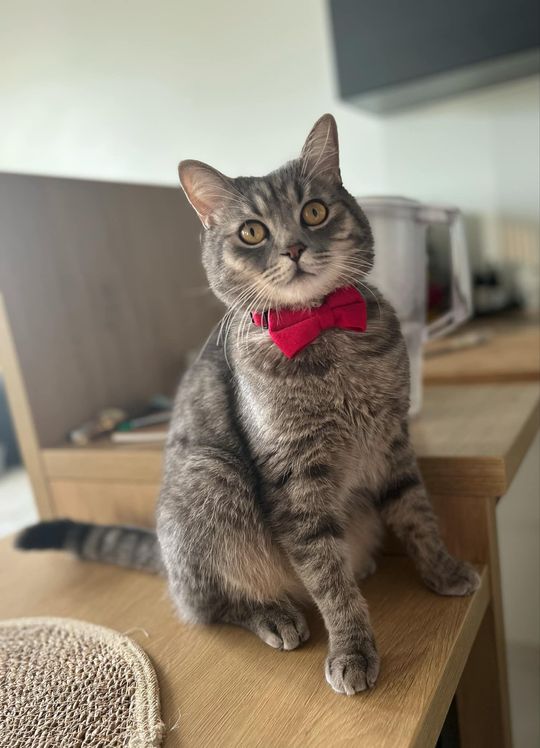 Piękne kociaki naszych Czytelników [GALERIA ZDJĘĆ]