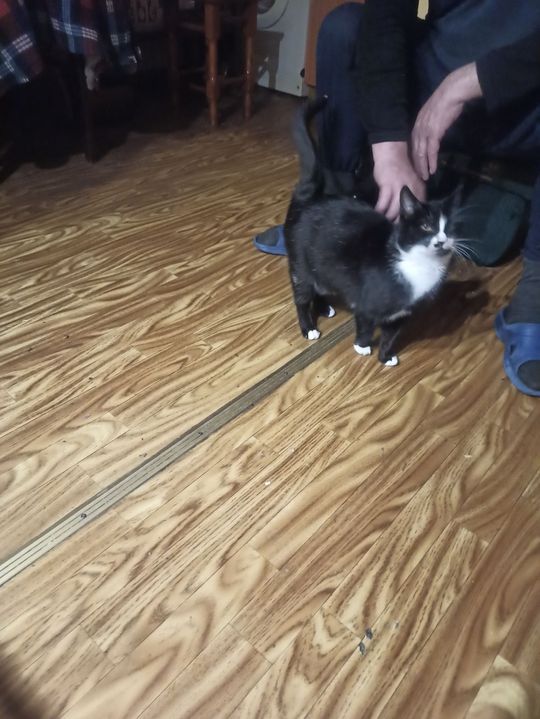 Piękne kociaki naszych Czytelników [GALERIA ZDJĘĆ]