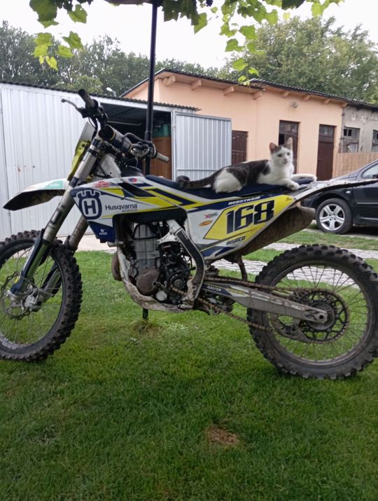 Piękne kociaki naszych Czytelników [GALERIA ZDJĘĆ]