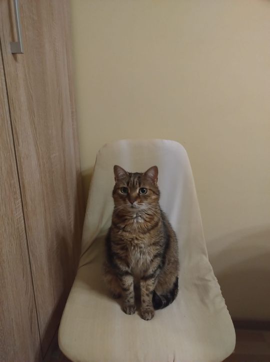 Piękne kociaki naszych Czytelników [GALERIA ZDJĘĆ]