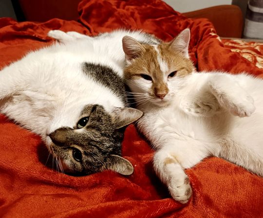 Piękne kociaki naszych Czytelników [GALERIA ZDJĘĆ]