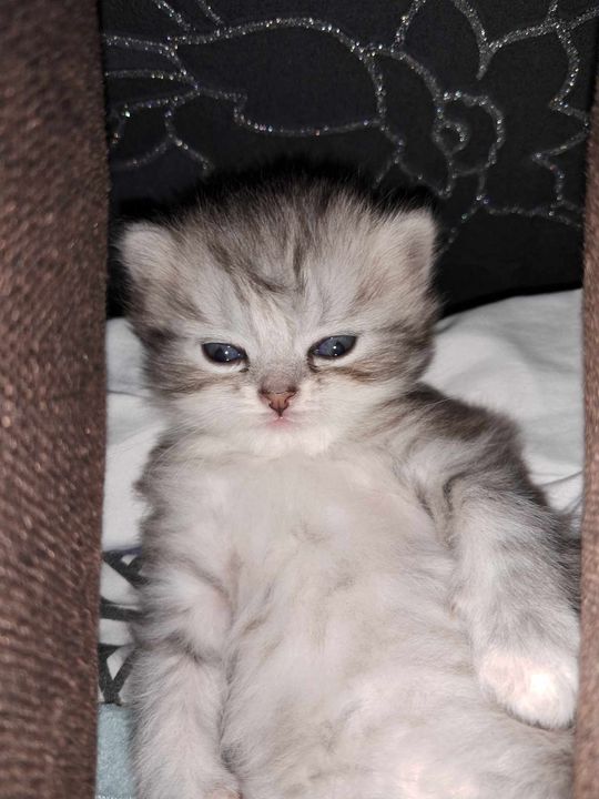 Piękne kociaki naszych Czytelników [GALERIA ZDJĘĆ]