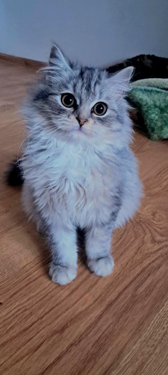 Piękne kociaki naszych Czytelników [GALERIA ZDJĘĆ]