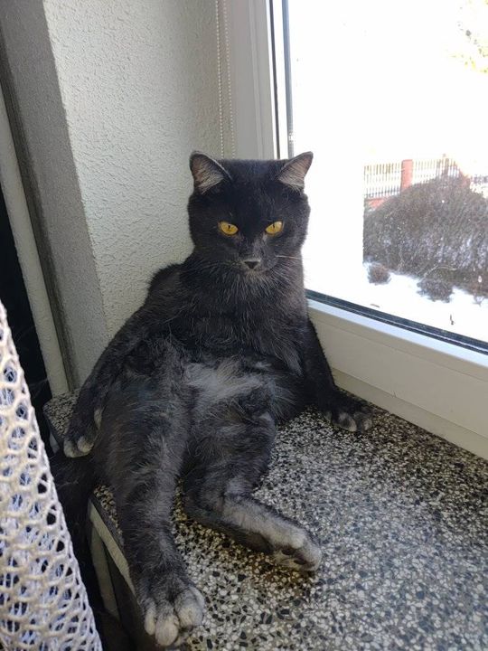 Piękne kociaki naszych Czytelników [GALERIA ZDJĘĆ]