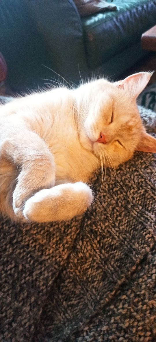 Piękne kociaki naszych Czytelników [GALERIA ZDJĘĆ]