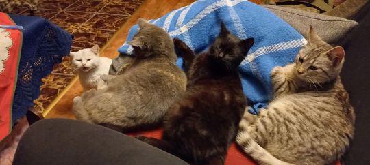 Piękne kociaki naszych Czytelników [GALERIA ZDJĘĆ]