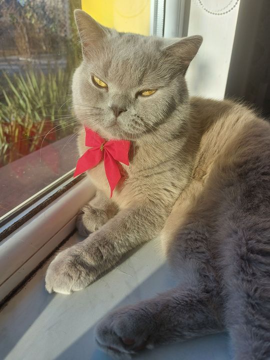 Piękne kociaki naszych Czytelników [GALERIA ZDJĘĆ]