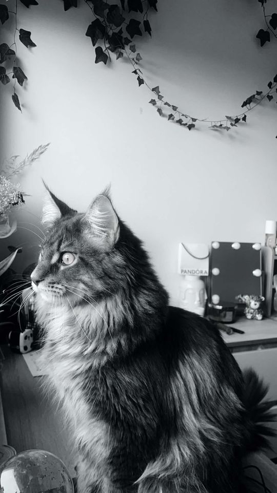 Piękne kociaki naszych Czytelników [GALERIA ZDJĘĆ]