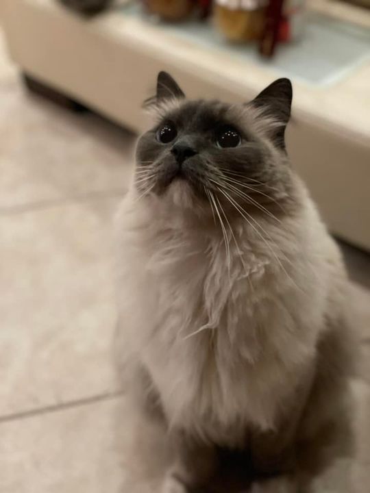 Piękne kociaki naszych Czytelników [GALERIA ZDJĘĆ]